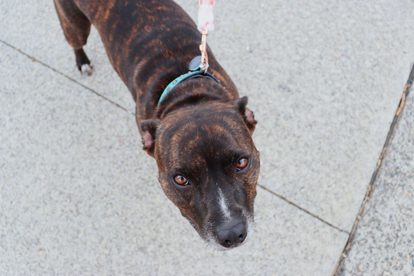 Brindle dog on a leash looking up from a paved path