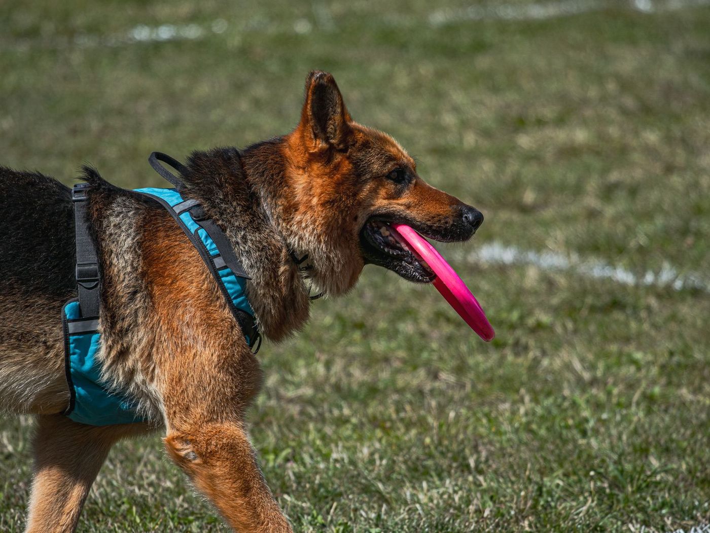 German Shepherd trotting with a pink flying disc